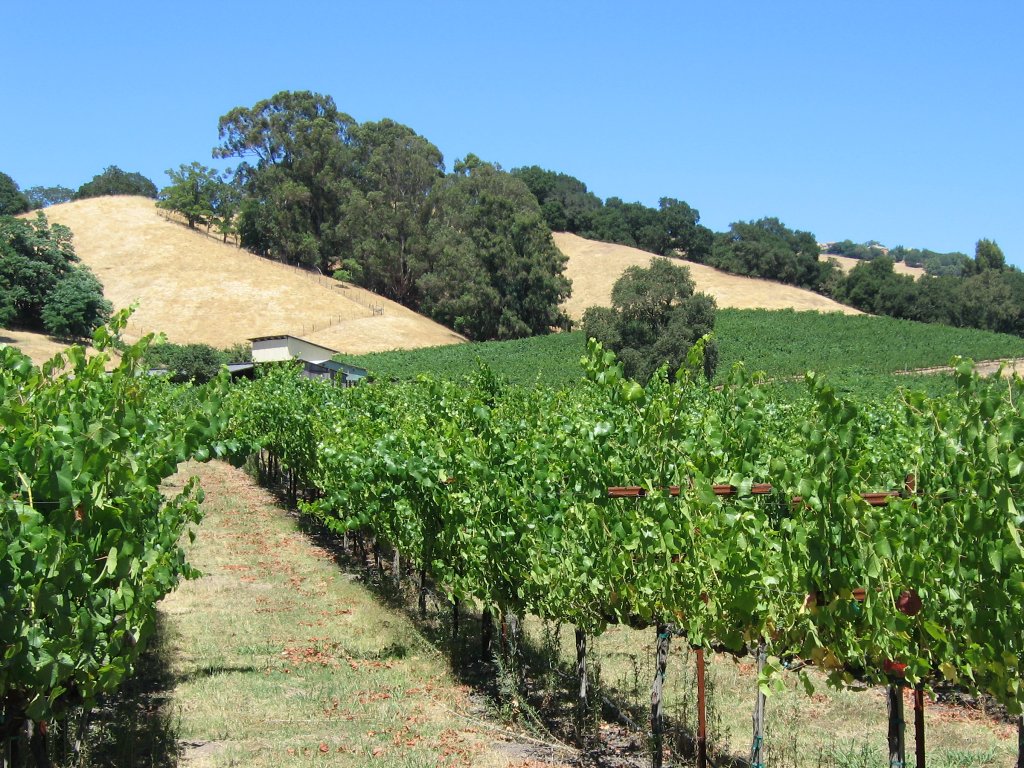 Santa Rosa, California Vineyard