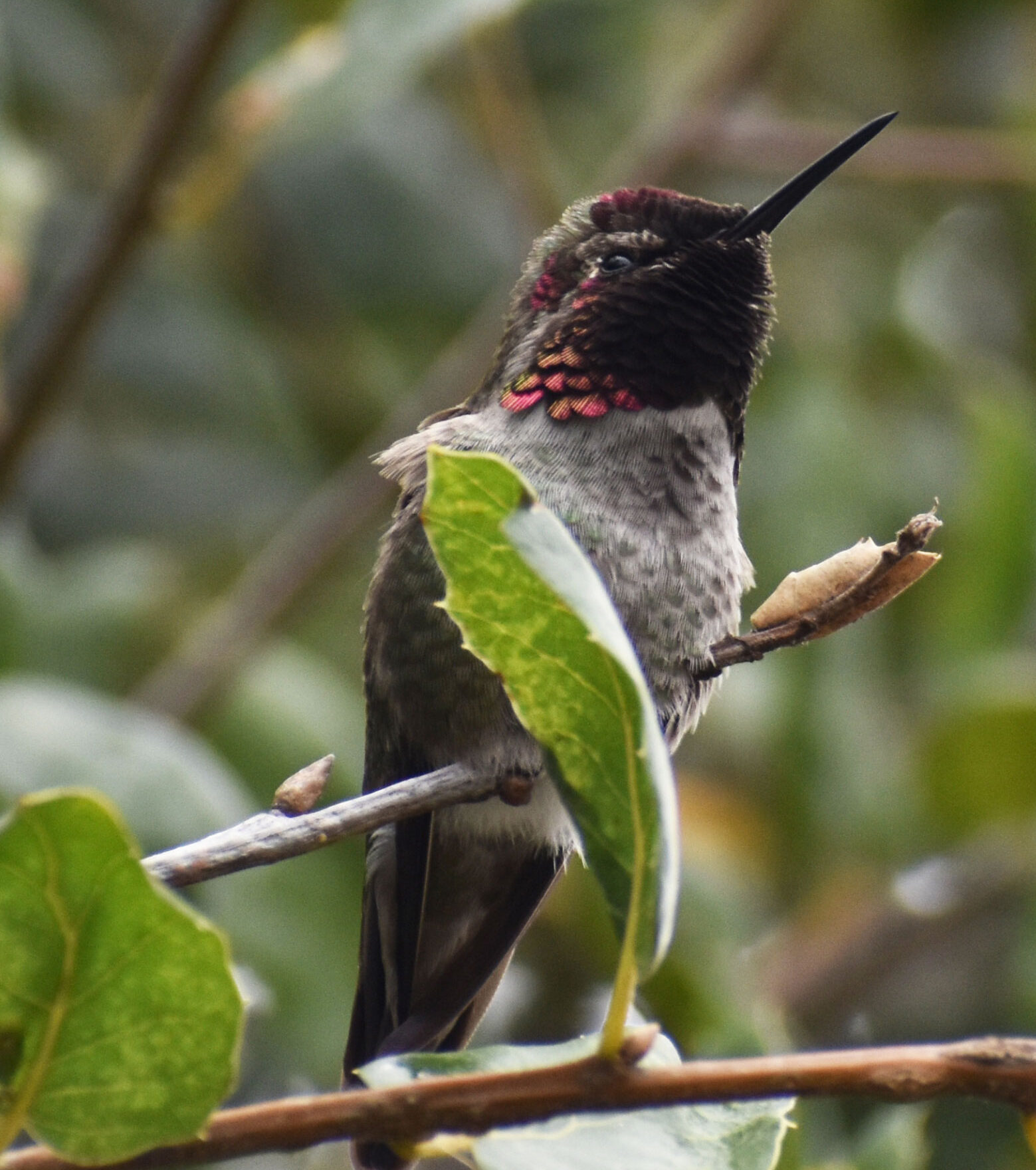 Hummingbird, Novato