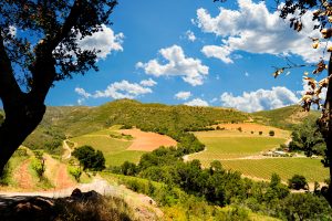 Sonoma County, California is a huge and diverse wine area in northern California