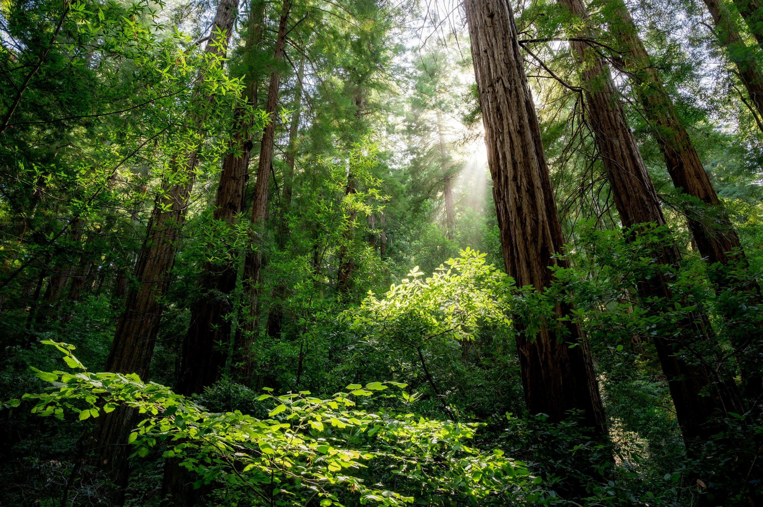 Marin-County-Redwood-Trees